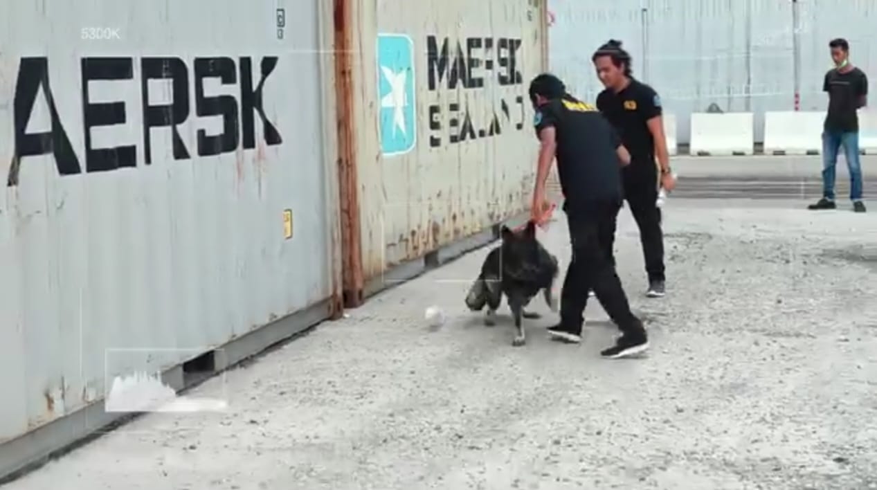 Tim K9 Bea dan Cukai Kota Dumai Tingkatkan Pengawasan Pelabuhan Penumpang Terhadap Penyeludupan Narkoba